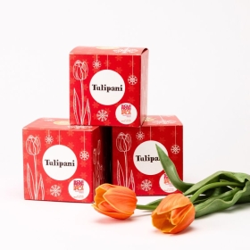 Bulbi Di Tulipano, 7 pz