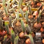 Bulbi Di Tulipano, 7 pz | Miniatura 5